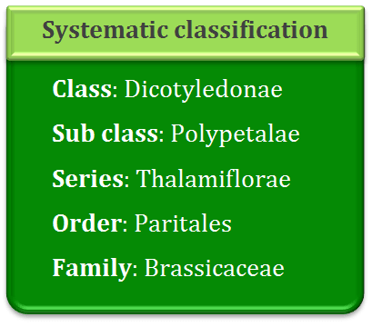 Systematic classification of asteraceae, dicotyledonae, polypetalae, thalamiflorae, paritales, Brasicaceae